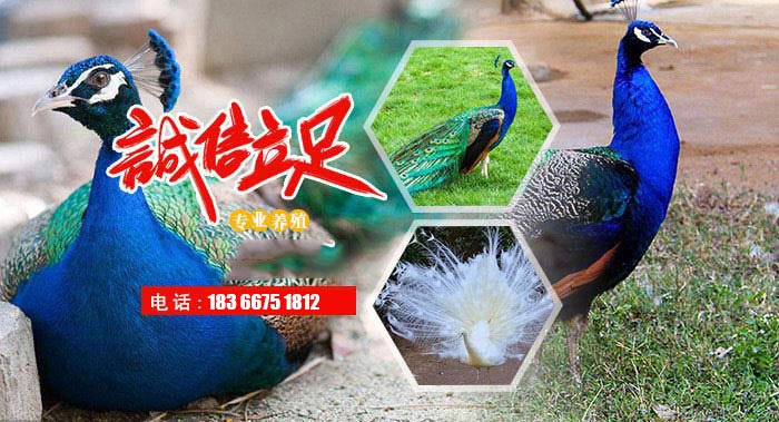無(wú)縫鋼管價(jià)錢穩(wěn)中偏弱款式未變
